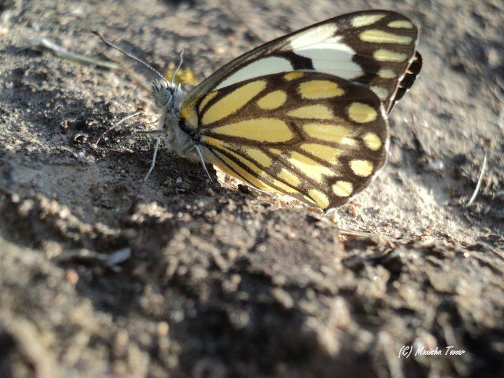 Photo of Rajasthan always more than desert and sand :) 8/11 by Manisha Tomar