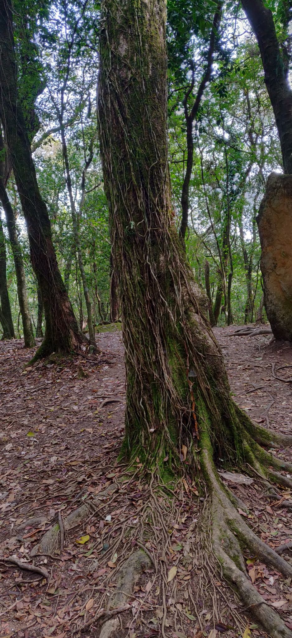 Photo of Mawphlang Sacred Grove, Nongrum, Meghalaya, India by Mrunmayi S R