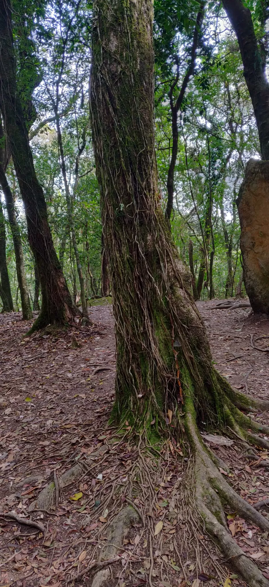 Photo of Mawphlang Sacred Grove, Nongrum, Meghalaya, India by Mrunmayi S R