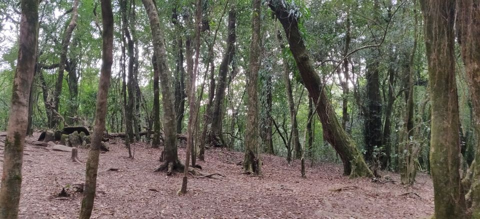 Photo of Mawphlang Sacred Grove, Nongrum, Meghalaya, India by Mrunmayi S R