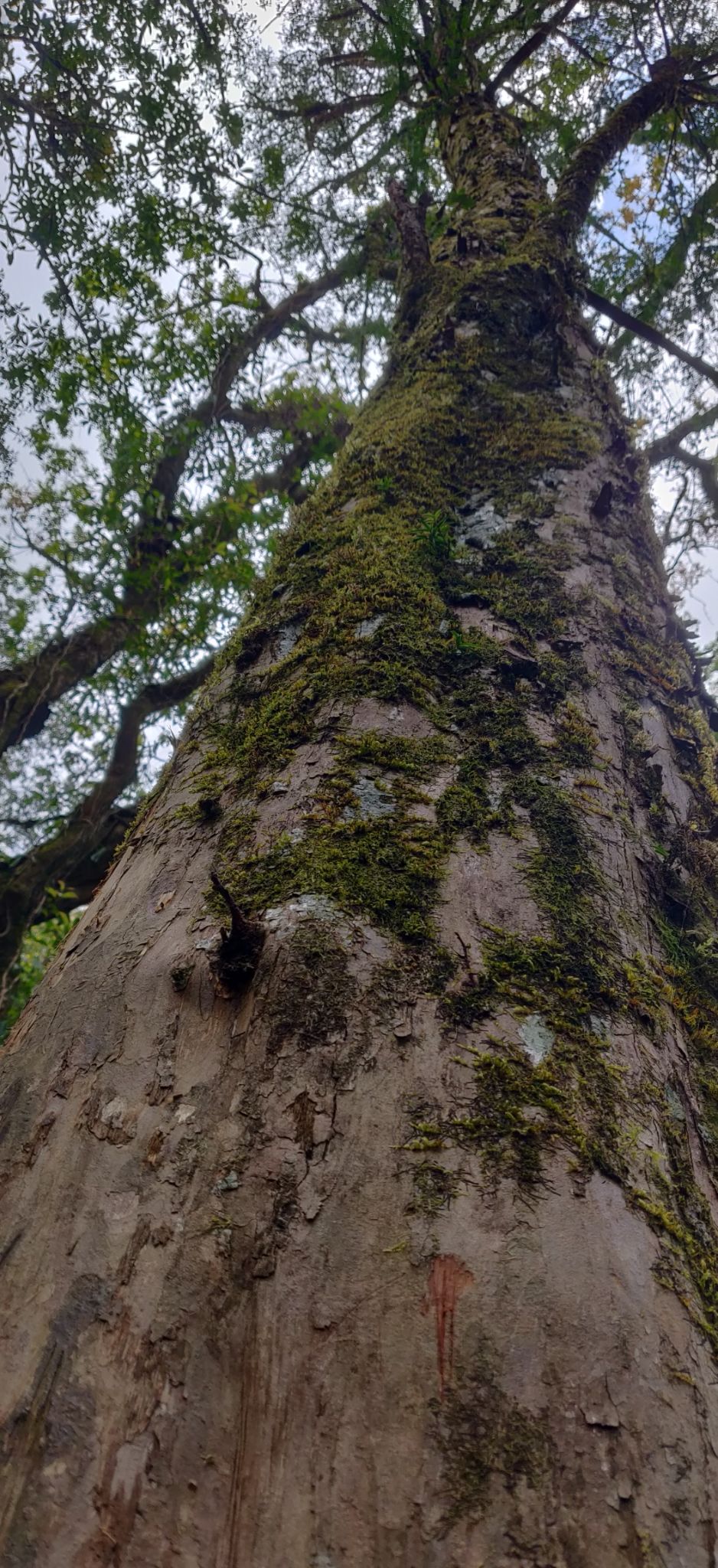 Photo of Mawphlang Sacred Grove, Nongrum, Meghalaya, India by Mrunmayi S R