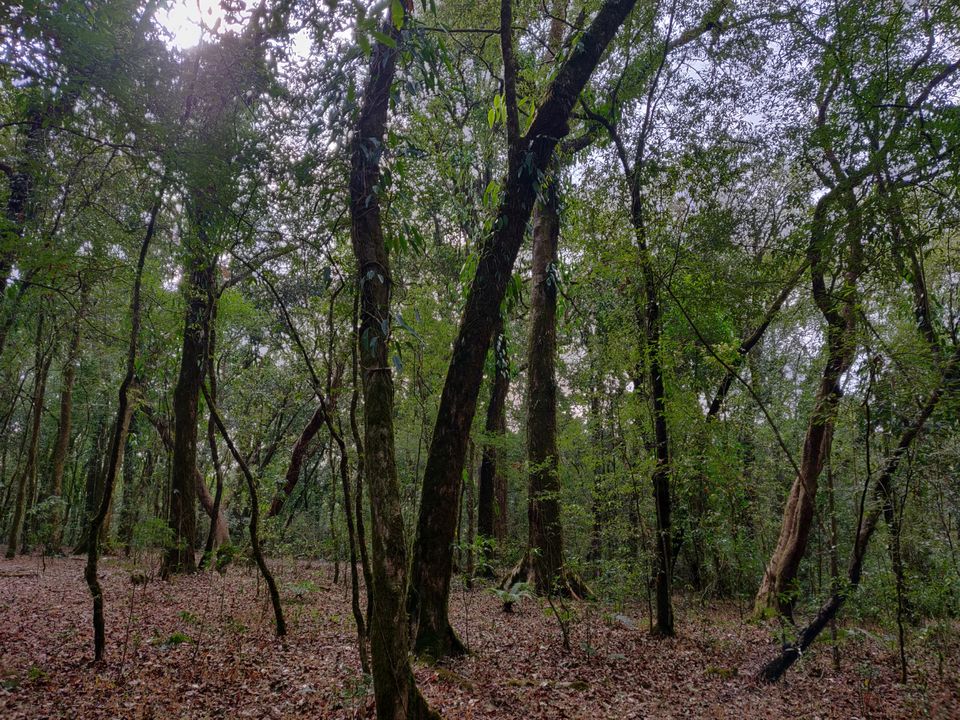 Photo of Mawphlang Sacred Grove, Nongrum, Meghalaya, India by Mrunmayi S R