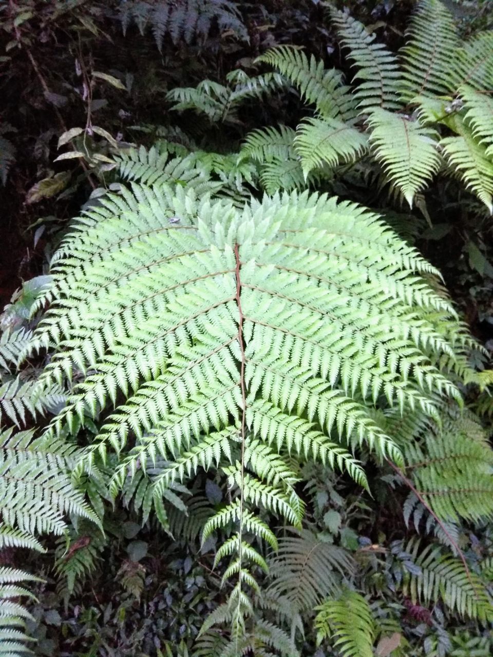 Photo of Trip to Coorg and Chickmanglur by Venugopal Yakkala