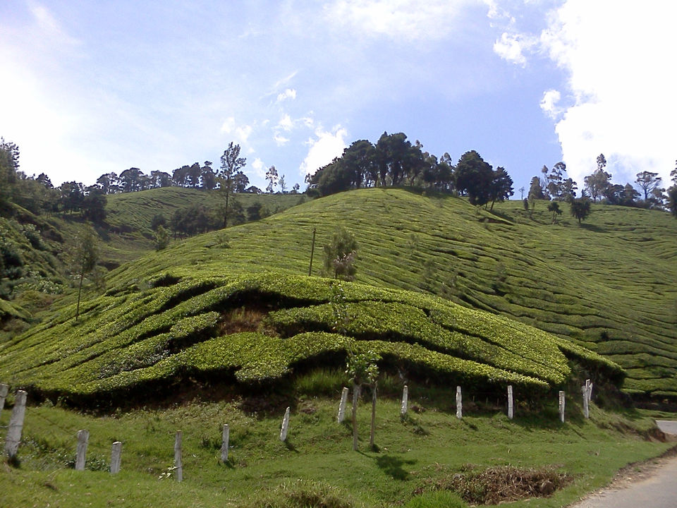Photo of Munnar - Lush Green Hills - God's Abode - P6 3/7 by Prasath C S