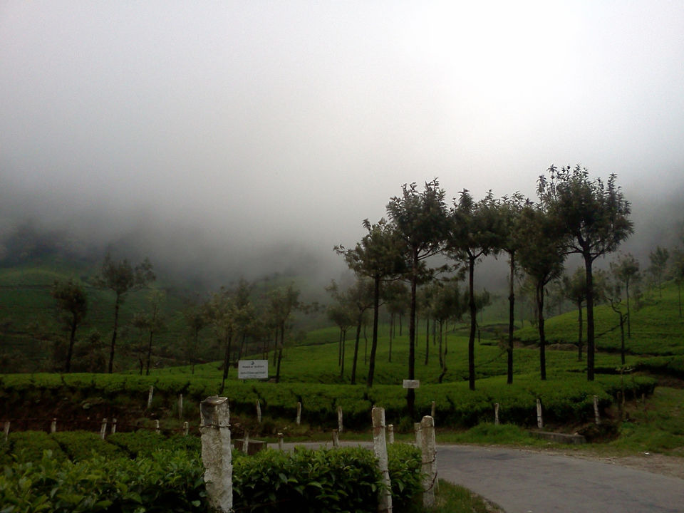 Photo of Munnar - Lush Green Hills - God's Abode - P6 4/7 by Prasath C S