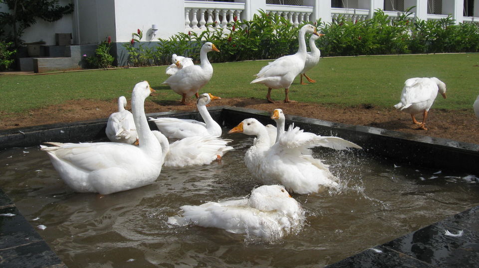 Photo of Mysore – KRS Dam- Brindavan Gardens - P1 3/11 by Prasath C S