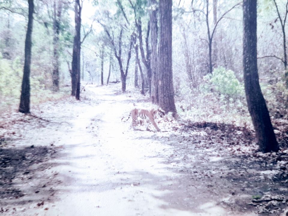 Photo of The Wilderness Kanha ~ Unrivalled Tigerland! by PRANATI KAMANI