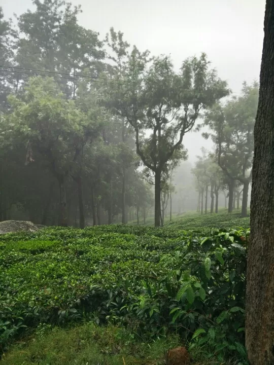 Photo of Ooty, Tamil Nadu, India by Vivek S