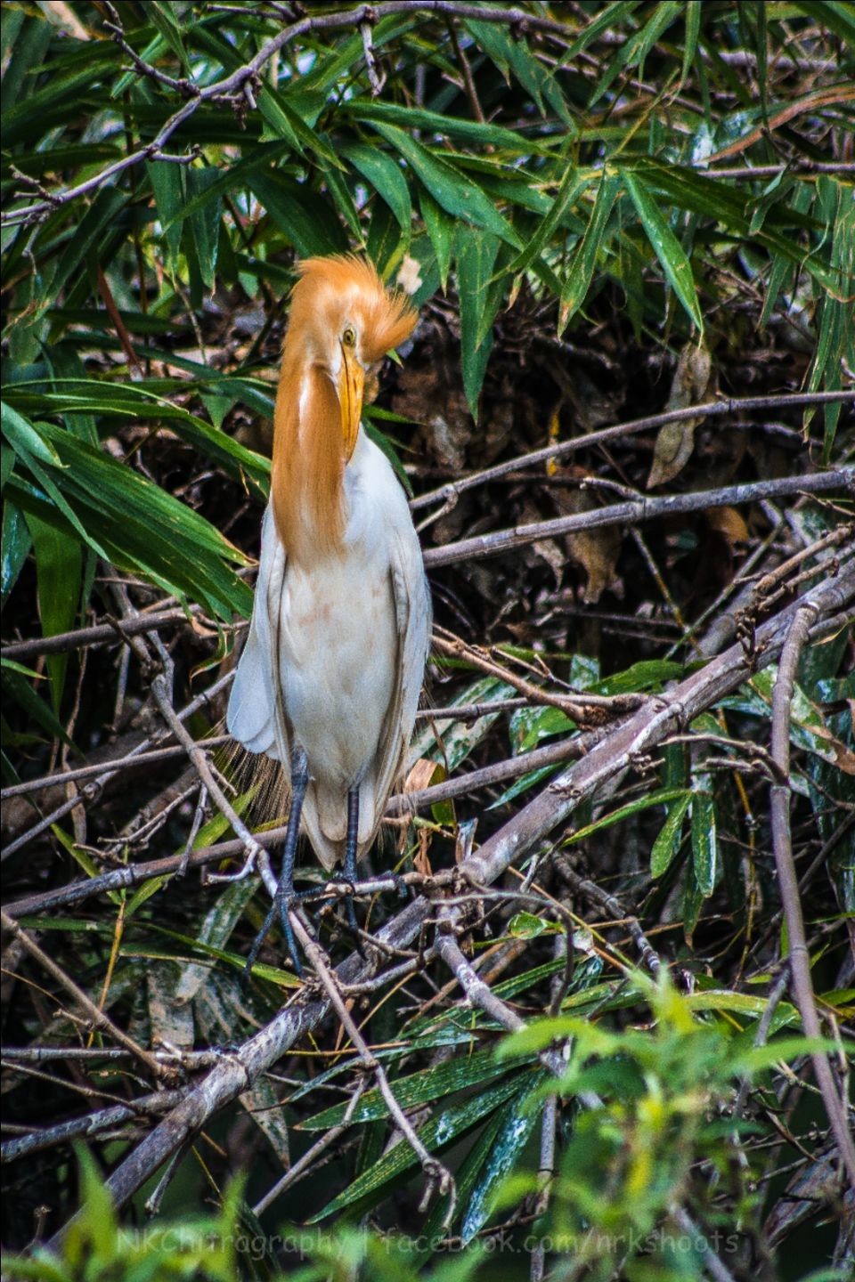 Photo of Ranganathittu Bird Sanctuary, Srirangapatna, Karnataka, India by narayan kurkute