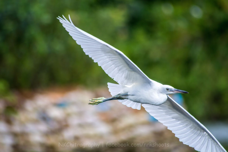Photo of One day outing to ranganathittu bird sanctuary by narayan kurkute