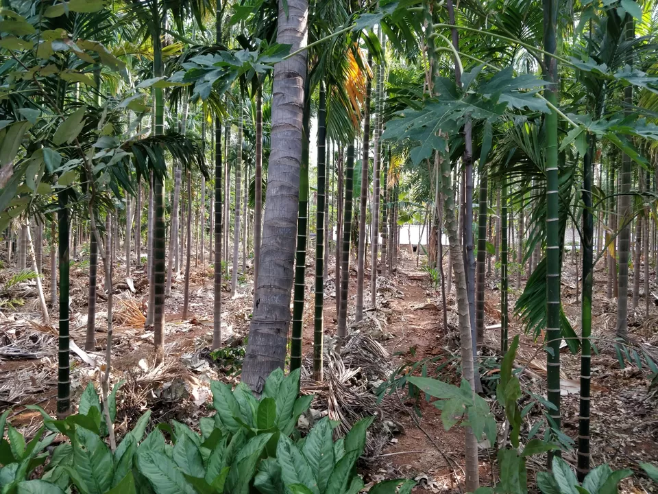 Photo of Koppampatti, Tamil Nadu, India by Bala Jagannathan