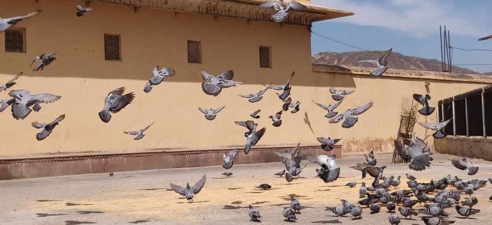 Photo of NAHARGARH FORT AND AMER FORT - thrilled with beauty and adventure(must visit) by satish kumar