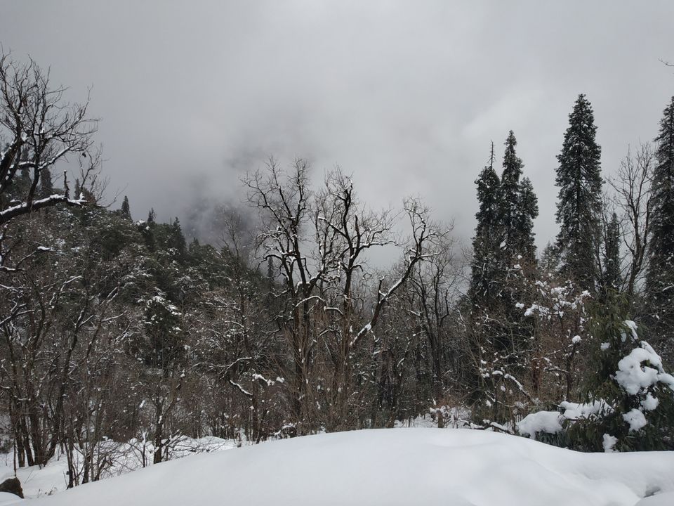 Photo of Chopta, Uttarakhand, India by Pahadi_hu _bawa