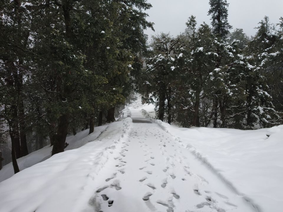 Photo of Chopta, Uttarakhand, India by Pahadi_hu _bawa
