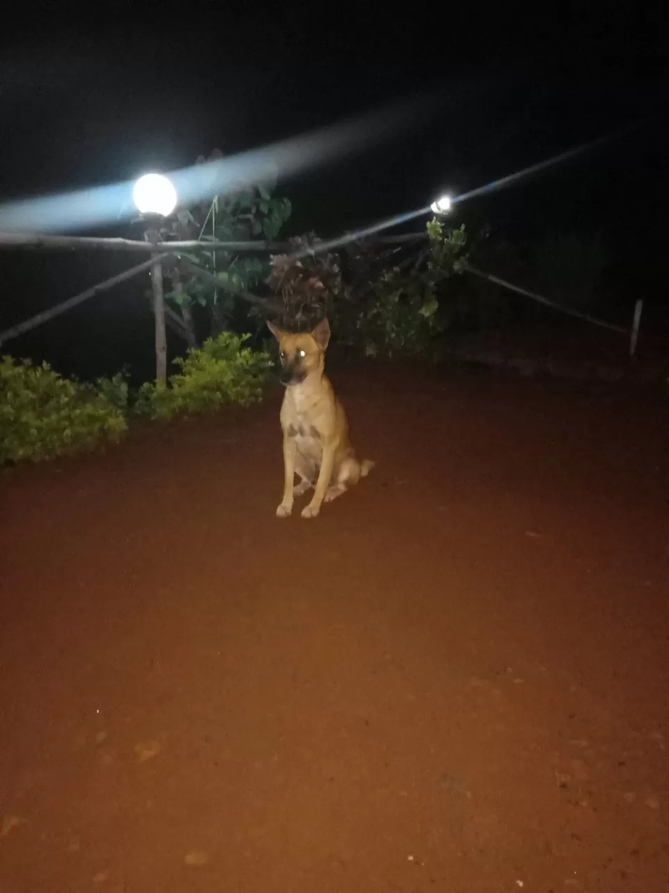 Photo of Patch Up Road Trip to Tapola : Our Own Dil Chahta Hai Moment by Pranav Awalkar