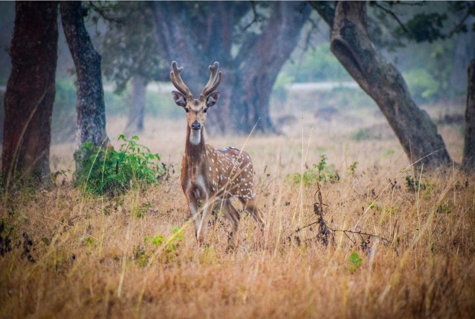 Photo of Bangalore , Bandipur & Ooty 11/24 by Ganesh Balasubramanian