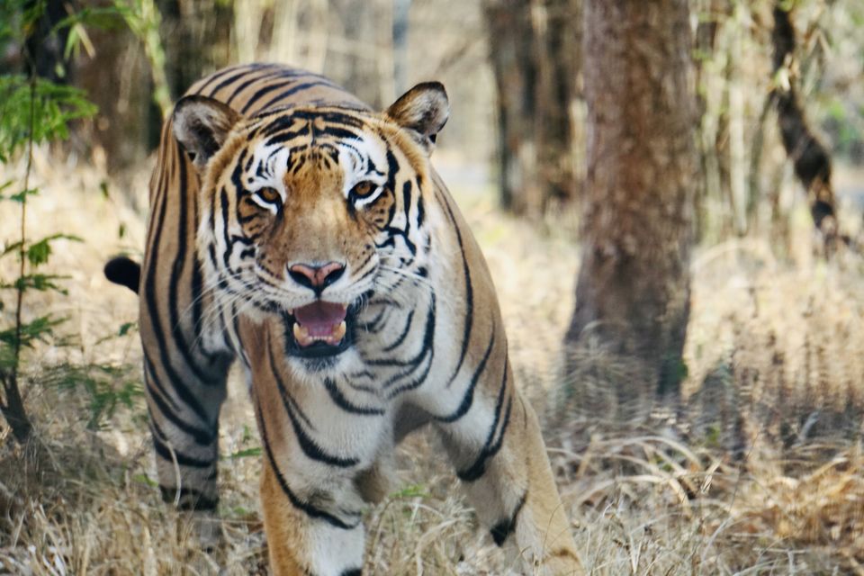 Photo of Guide to Wildlife Safari in Bannerghatta National Park! by Gulping Nomads