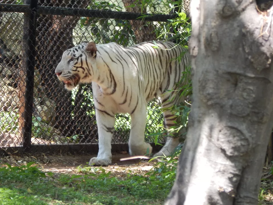Photo of Mysore Zoo, Zoo Main Road, Indira Nagar, Ittige Gudu, Mysuru, Karnataka, India by Sachin Mishra