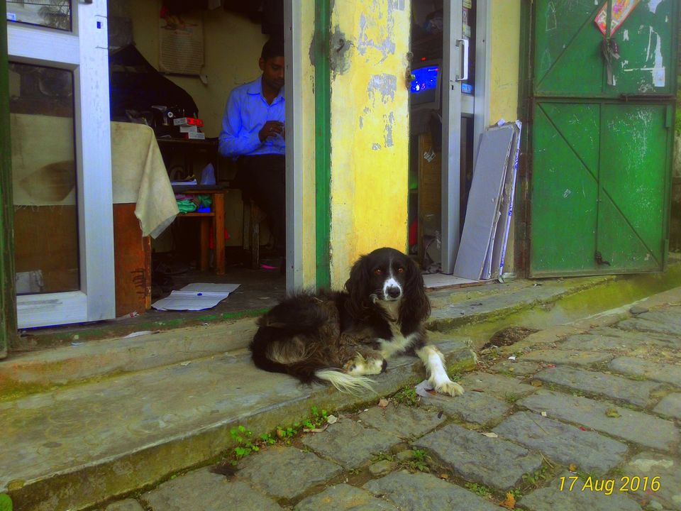 Photo of Delhi to Kasauli + Shimla 15/27 by Faizi Ahmad