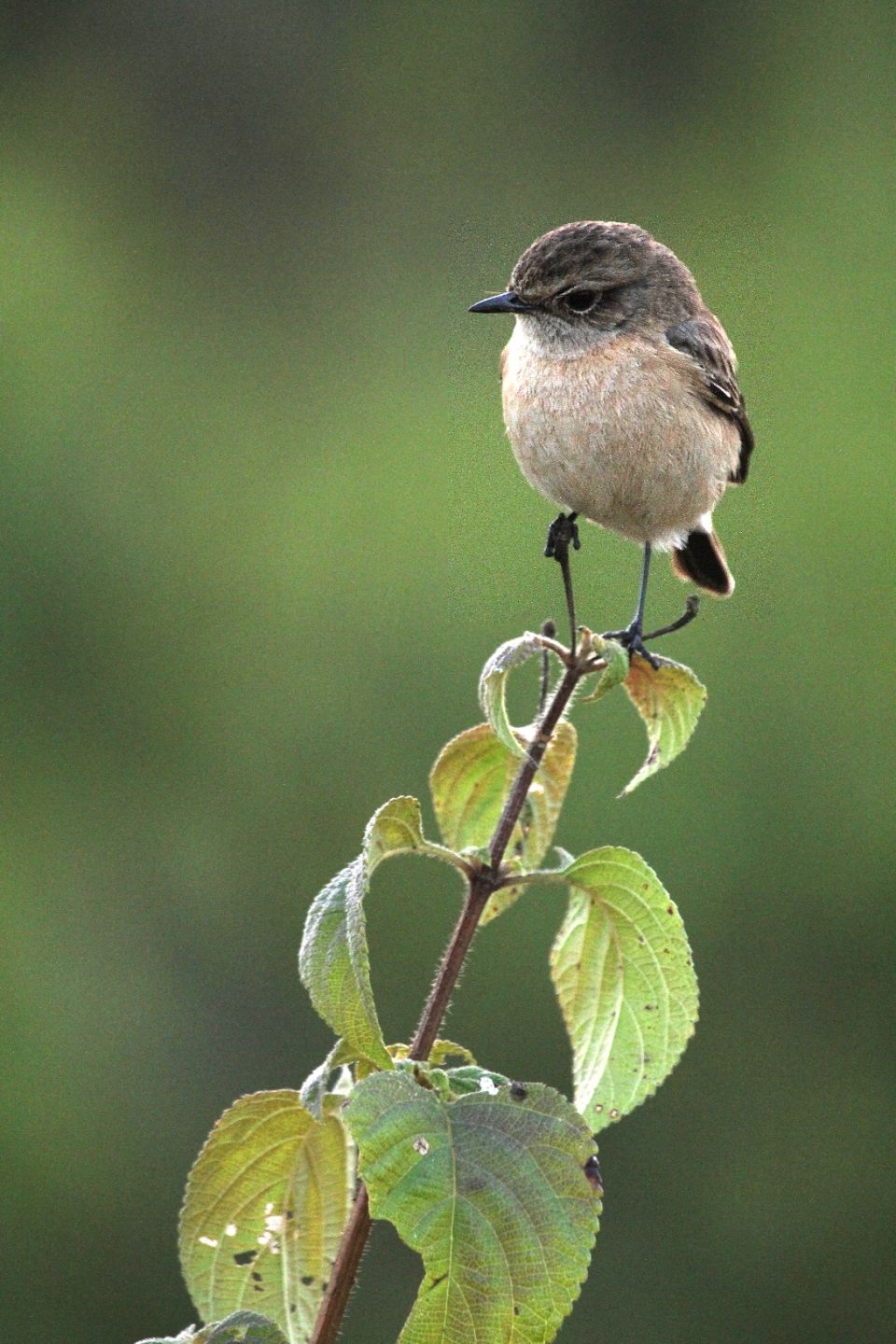 Photo of A story of Kumayun Himalayas by Joydeep Bhattacharyya