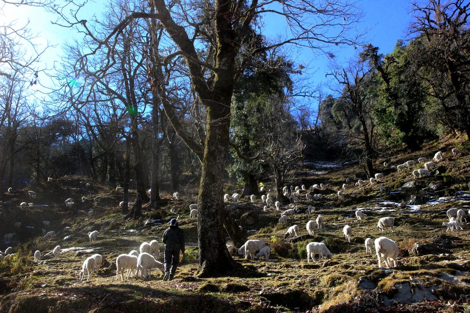 Photo of A story of Kumayun Himalayas by Joydeep Bhattacharyya