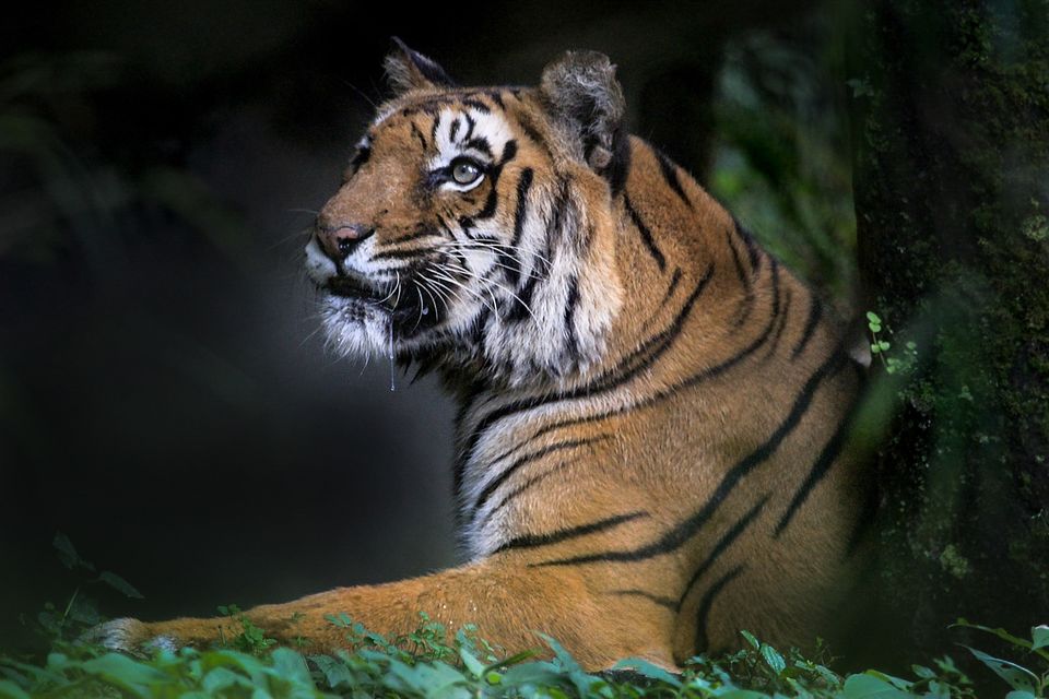 Photo of A story of Kumayun Himalayas by Joydeep Bhattacharyya