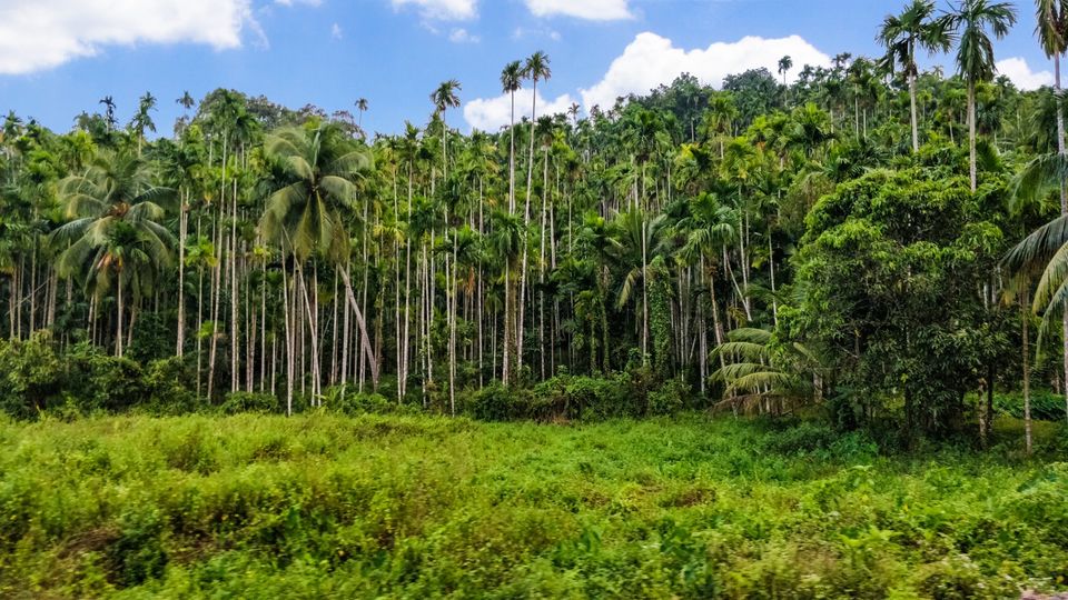 Photo of Diglipur, Andaman and Nicobar Islands, India by Amritangshu mukherjee