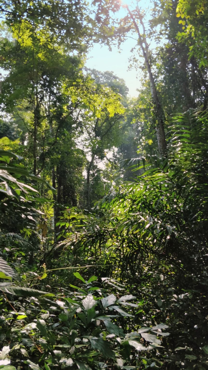 Photo of Diglipur, Andaman and Nicobar Islands, India by Amritangshu mukherjee