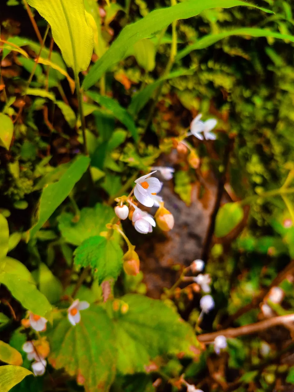 Photo of Andharban Trek, Pimpri, Maharashtra, India by Amritangshu mukherjee