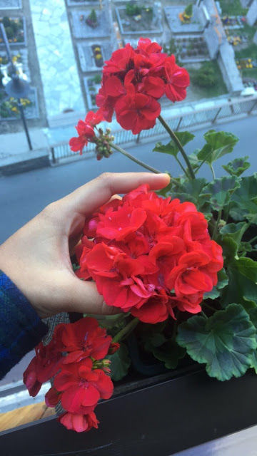 Photo of Travel Diaries 2k17 - Part 1 37/58 by Janhavi Jain
