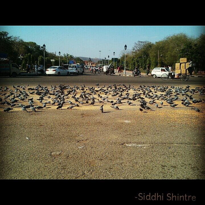 Photo of Beauty of Rajasthan, Jaipur and Jodhpur by Siddhi Shintre