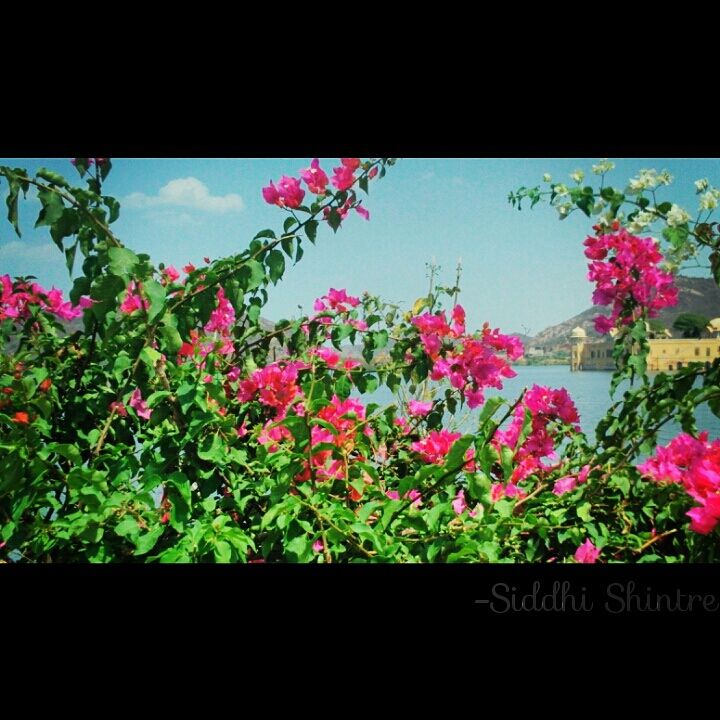 Photo of Beauty of Rajasthan, Jaipur and Jodhpur by Siddhi Shintre