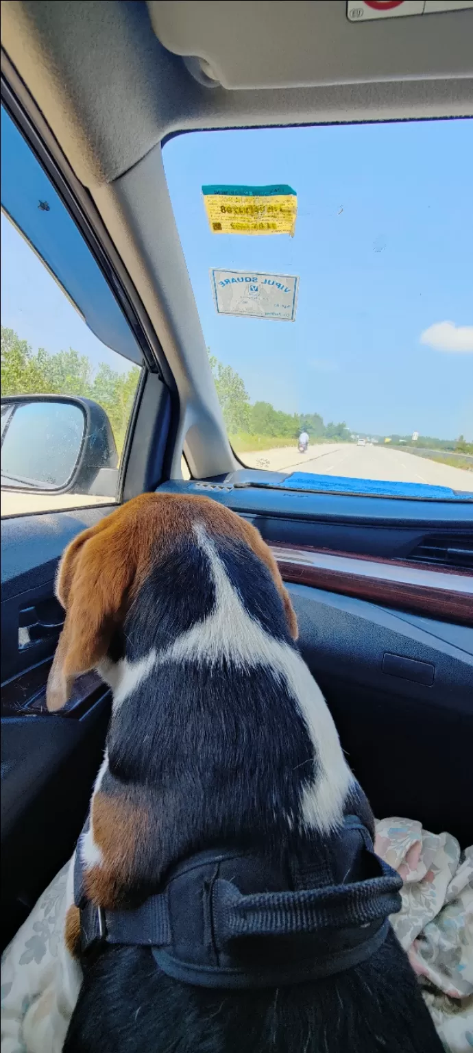 Photo of Guide for travelling with your Pet by Akshara Shibu