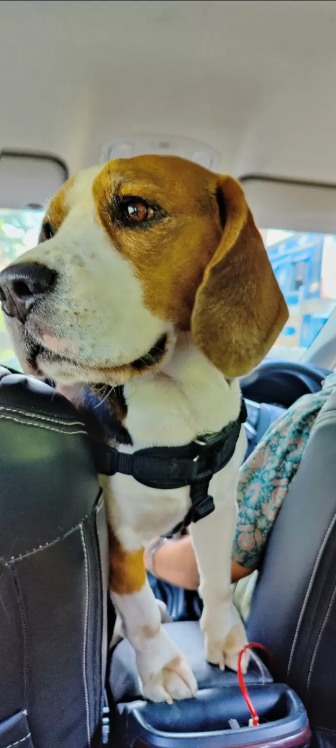 Photo of Guide for travelling with your Pet by Akshara Shibu