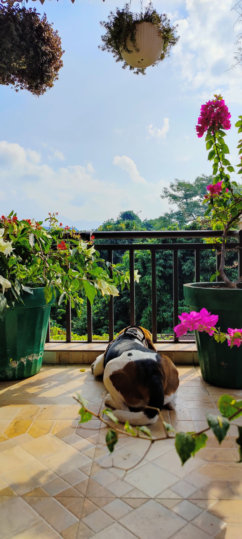 Photo of Guide for travelling with your Pet by Akshara Shibu
