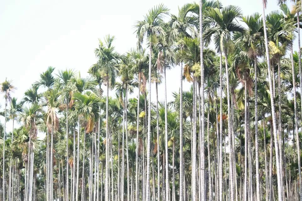 Photo of Dhyanalinga, Booluvampatti, Tamil Nadu, India by Travel Yogi