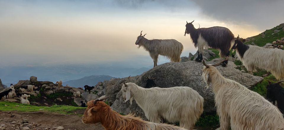 Photo of Triund, Himachal Pradesh by Shubh Sharma