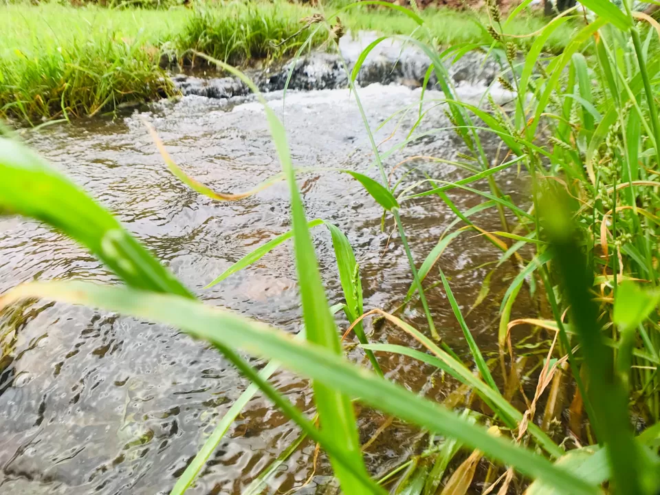 Photo of Mukundra Tiger Reserve Forest Office (DCF), Sector C, Shrinath Puram, Kota, Rajasthan, India by Abhishek Tanwar