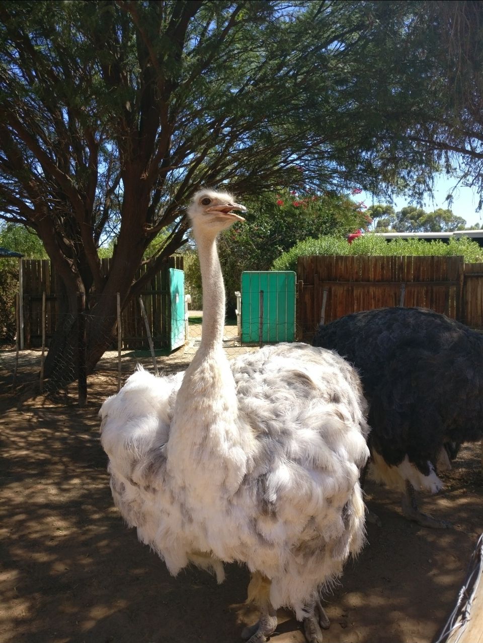 Photo of Safari Ostrich Farm, R328, Oudtshoorn, South Africa by Dr. Gunjan Patel