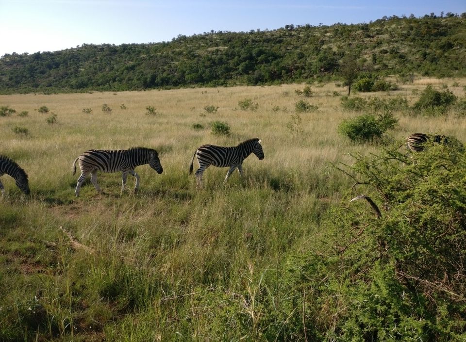 Photo of Pilanesberg National Park, South Africa by Dr. Gunjan Patel