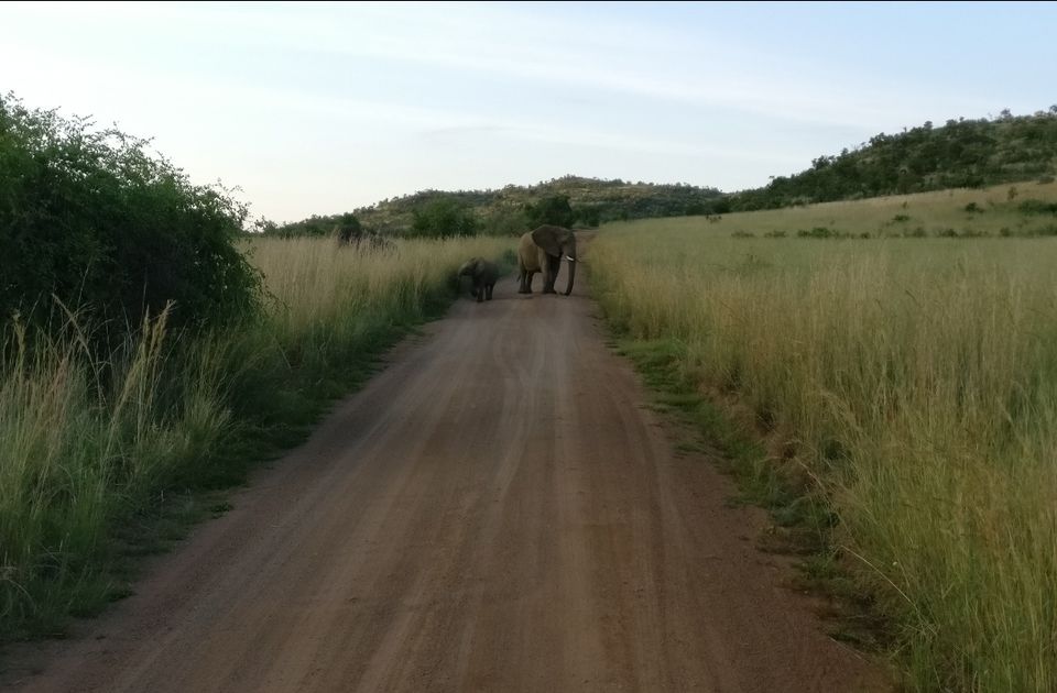 Photo of Pilanesberg National Park, South Africa by Dr. Gunjan Patel