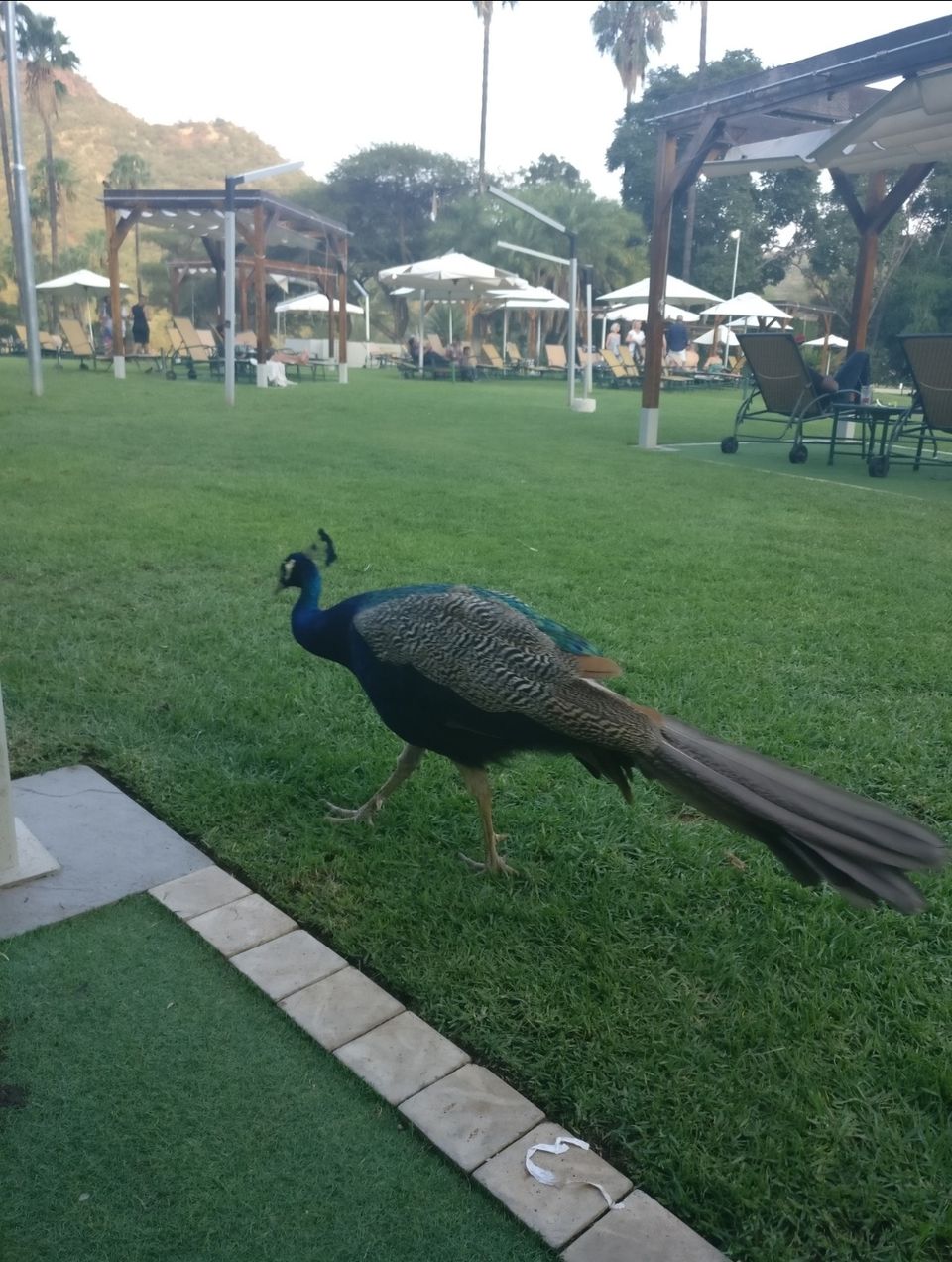 Photo of Sun City - Pilanesberg National Park, Ledig, South Africa by Dr. Gunjan Patel