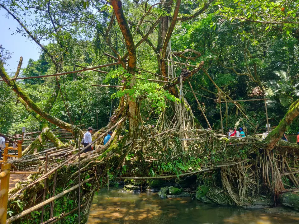 Photo of Living Root Bridge, Mawlynnong, Surok Mawlynnong, Mawlynnong, Meghalaya, India by Banashree Das