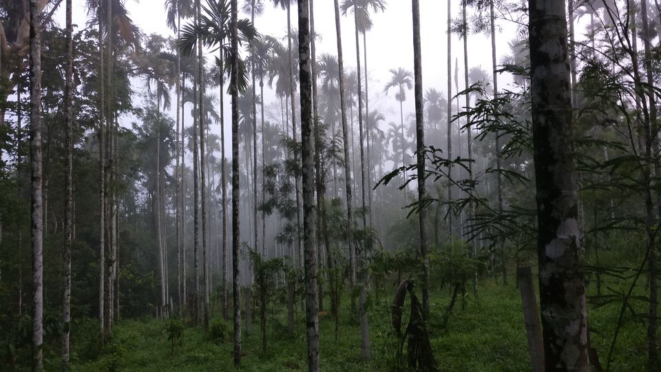 Photo of Ride to waynad (Kerala) for just to refresh the mind by VivEk V NaIr