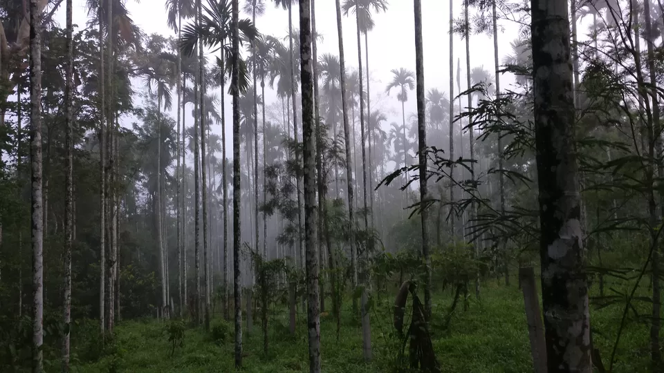 Photo of Ride to waynad (Kerala) for just to refresh the mind by VivEk V NaIr