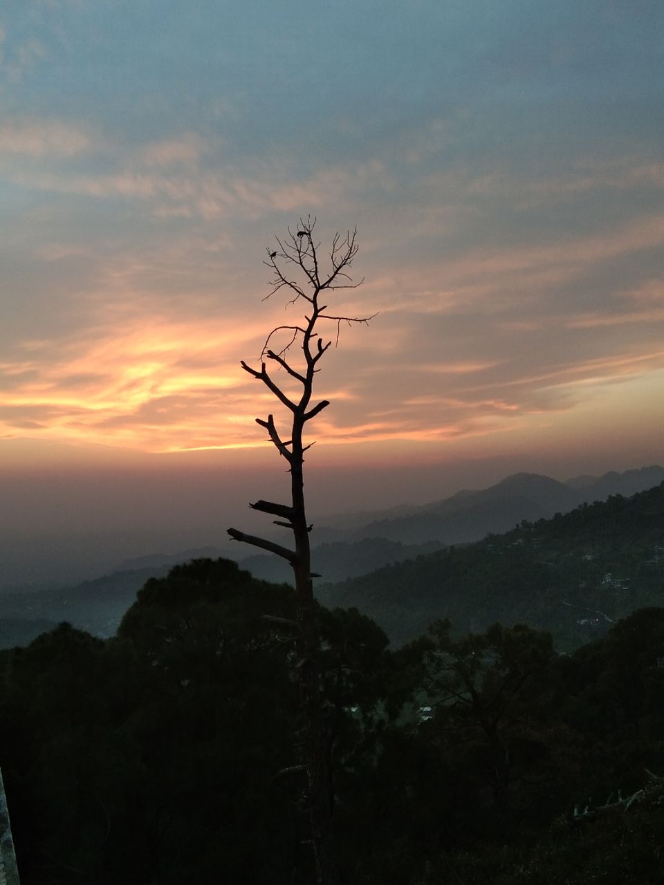 Photo of Dinner in the clouds - Dharamshala , Mcleodganj and Triund track ..!!! by travel_with_akkhi