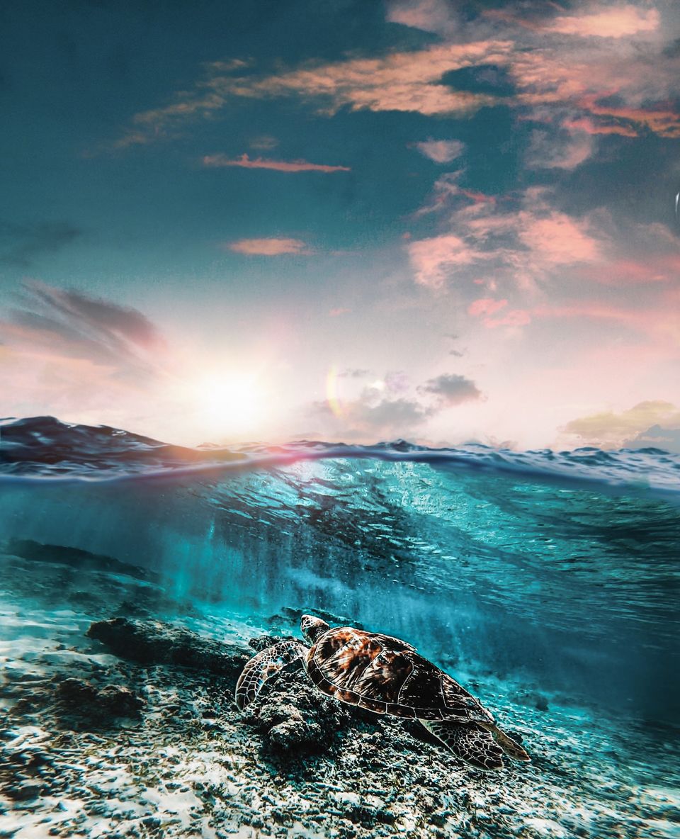 Photo of Why I Skipped the Andaman Islands and Went Scuba Diving at This Offbeat Destination by Pulkitxx