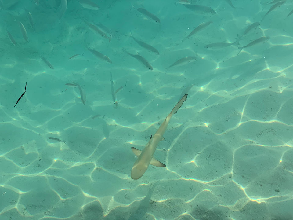 Photo of An Island in the Maldives by Tanya Raina