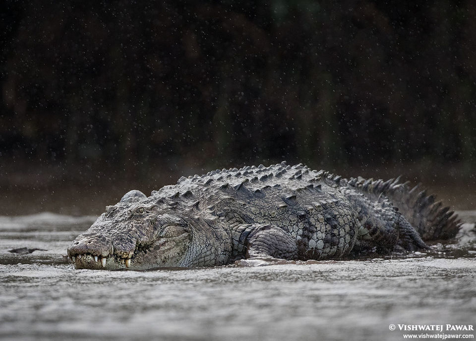 Photo of Maldoli Crocodile Safari, Chiplun, Maldoli, Maharashtra, India by Vishwatej Pawar