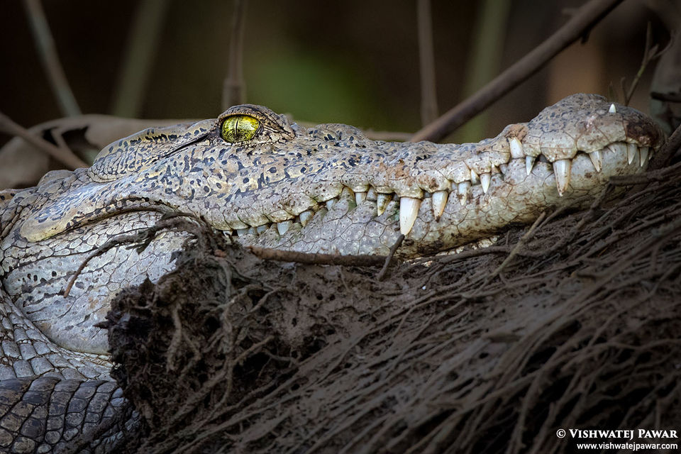maldoli crocodile safari